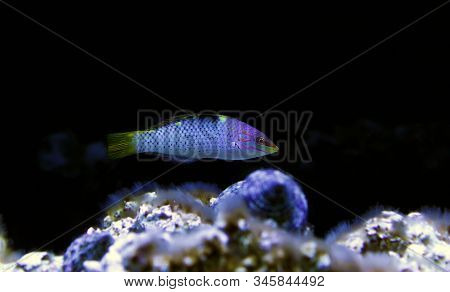 Marble Hortulanus Salt Water Wrasse - (halichoeres Hortulanus)