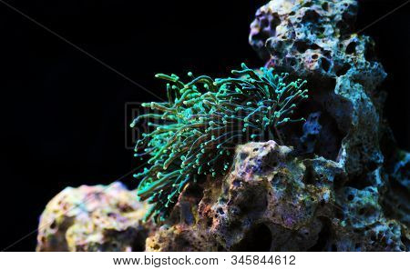 Green Euphyllia Grablescens Torch Aussie Lps Coral
