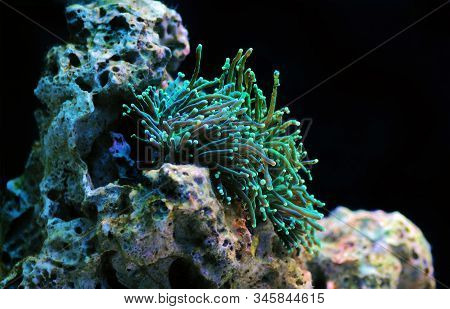 Green Euphyllia Grablescens Torch Aussie Lps Coral