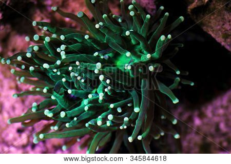 Green Euphyllia Grablescens Torch Aussie Lps Coral