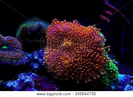 Ricordea Yuma Isolated Coral On Frag Plug