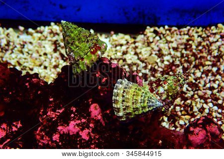 Turban Salt Water Snail - ( Tectus Fenestratus )