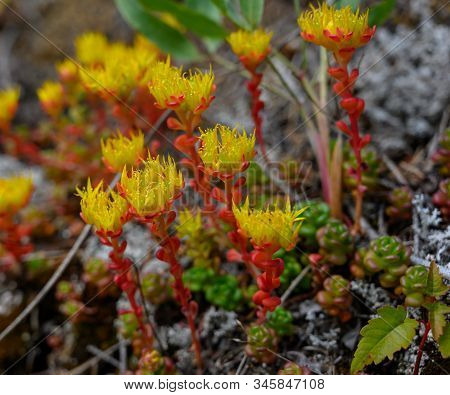 Alpine Yellow Monkeyflower Blooms Grow Out Of Rock