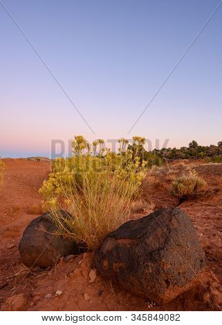 Yellow Rabbitbrush Blooming Between Volcanic Boulders In Utah Wilderness