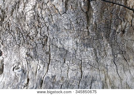 Texture of the bark of an old sycamore tree. Close up platanus bark texture of gray color