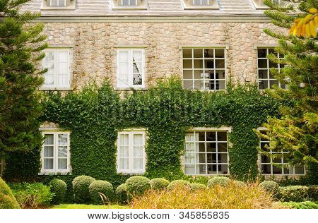 Creeping Fig Or Creeping Rubber Fig Is  Green Creeper Plant Catch On Bilding Wall