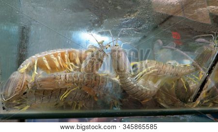 Asian Glass Shrimp Macrobrachium Lanchesteri In Aquarium , Hong Kong Restaurant