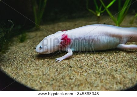 A Closeup Of A Axolotl Walking On Sand.  Vancouver Aquarium  Bc Canada