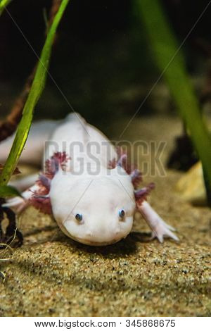 A Closeup Of A Axolotl Walking On Sand.  Vancouver Aquarium  Bc Canada