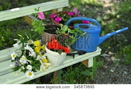 Garden Bench With Bunch Of Wild Flowers, Pots With Balsamine Sprouts And Waterin Can. Vintage Botani