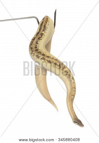 Python Brongersmai In Front Of White Background