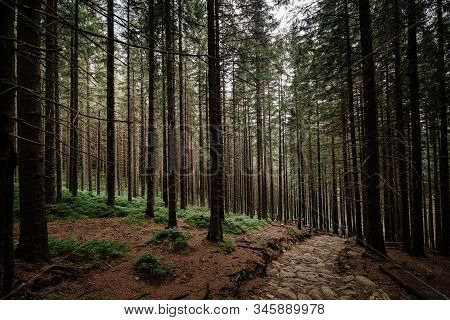 Stone Road In A Coniferous Forest In The Mountains