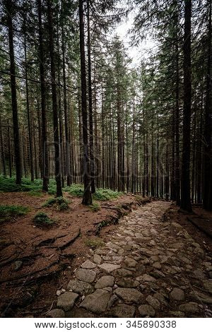 Stone Road In A Coniferous Forest In The Mountains