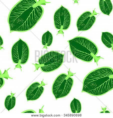 Elysia Chlorotica. Eastern Emerald Elysia. Green Sea Slug, Marine Gastropod Mollusc. Vector Illustra