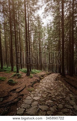 Stone Road In A Coniferous Forest In The Mountains