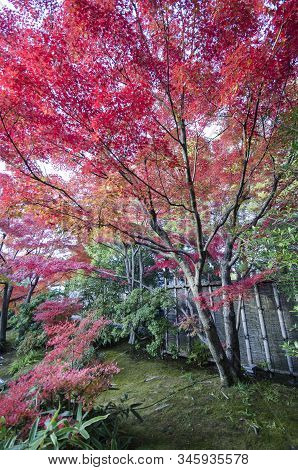 Koko-en Garden In Autumn At Himeji, Hyogo Prefecture, Japan. Koko-en Garden Is A Japanese Garden Loc