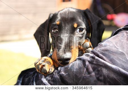 Miniature Dachshund Dog