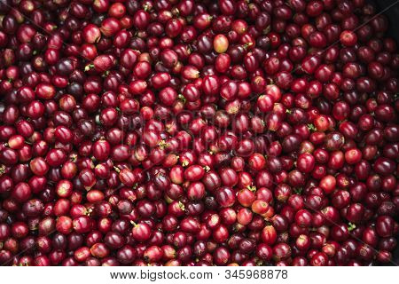 Fresh Red Coffee Red Cherry Coffee Bean - Tree Coffee - Fruit