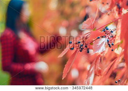 Portrait Of A Young Beautiful Girl In The Autumn Forest, Standing At The Fence, Overgrown With Wild 