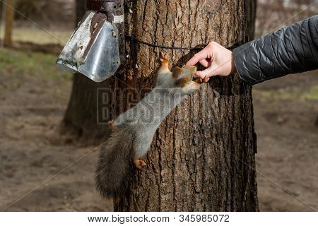 Squirrel On A Tree With A Feeder In The Forest Trying To Grab A Nut From His Hands