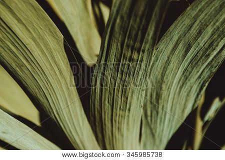 Colourless Green Leaves. Green Leaf Texture. Floral Background. Botanical Garden. Abstract Foliage C