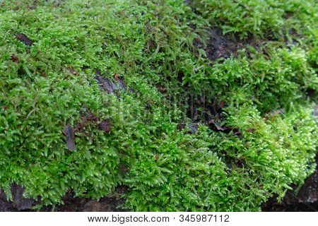 Dicranella Heteromalla Moss Growing On The Tree In The Forest