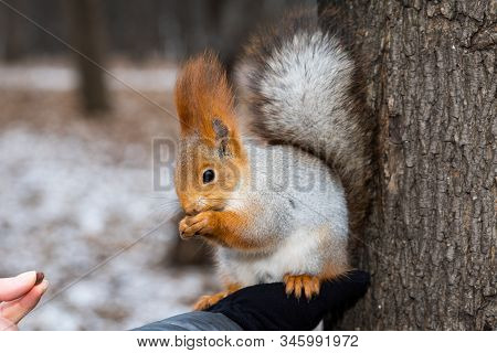 The Fluffy Wild Squirrel From The City Park In Winter Sits On His Hand And Eats Pine Nuts And She Is