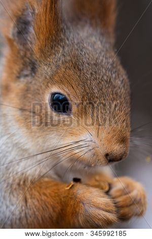 Wild Squirrel From A City Park In Winter Eating Pine Nuts On Hand
