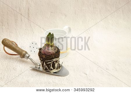 Repoting Hyacintus Bud, Soil With Roots, Trowel