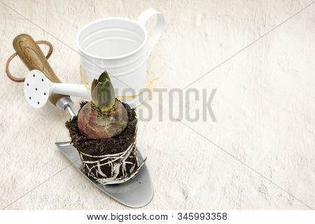 Repoting Hyacintus Bud, Soil With Roots, Trowel