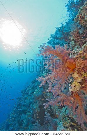Coral Reef væg i solen