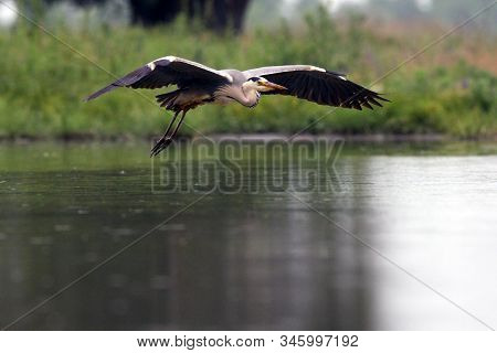The Grey Heron (ardea Cinerea) Flying Acros The Pond With Green Background With Long Legs And Beak.
