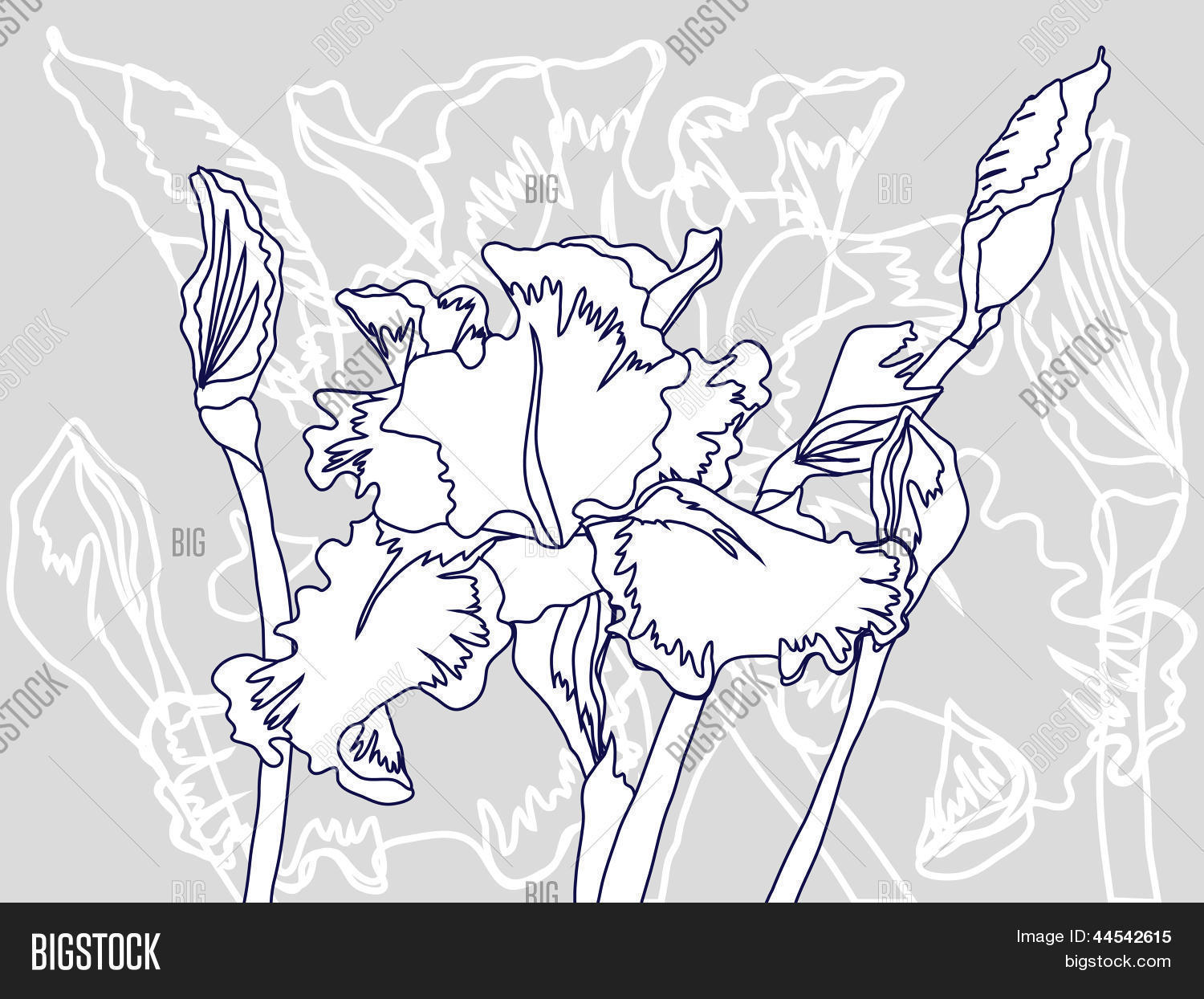 Image Preview