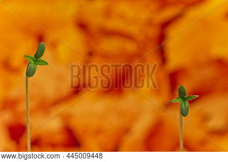 Two Young Cannabis Plant Sprouts