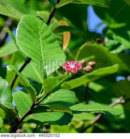 Para (dillenia Suffruticosa) Plant, Invasive Evergreen Shrub Growing In Wetlands In Sri Lanka. Dille