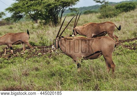 Antelope In The National Park Tsavo East, Tsavo West And Amboseli In Kenya