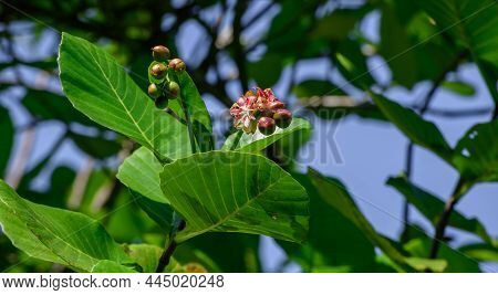 Para (dillenia Suffruticosa) Plant, Invasive Evergreen Shrub Growing In Wetlands In Sri Lanka. Dille