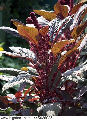 Blooming Amaranth. Some Amaranth Species Are Cultivated As Leaf Vegetables, Pseudocereals, And Ornam