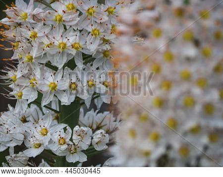 Close-up Of The White Flowers Of The Giant Steppe Lily. The Foreground Is Out Of Focus.