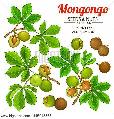 Mongongo Branches Vector Set On White Background