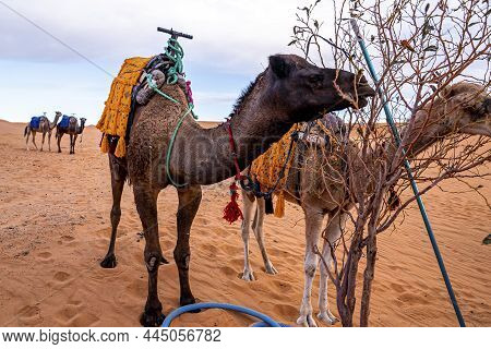 Dromedary Brown Camels Eating Tree Leaves In Desert Against Sky
