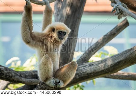 A Young Lar Gibbon (hylobates Lar) Climbing On Ropes, Sunny Day In Summer, Vienna (austria)