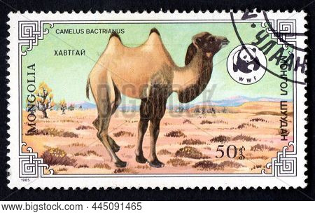 Mongilia Circa 1985: Stamp Printed In Mongolia Shows Bactrian Camel Camelus Bactrianus In Gobi Deser