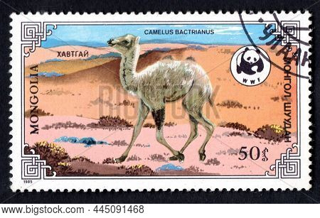 Mongilia Circa 1985: Stamp Printed In Mongolia Shows Bactrian Camel Camelus Bactrianus In Gobi Deser