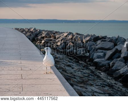 Gull On The Lungomare Promenade In Grado, Italy Of The Larus Linnaeus Species On The Shore Of The Ad
