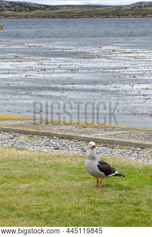Dolphin Gull, Larus Scoresbii Is Smaller Gull. Dolphin Gulls In Port Stanley - Falkland Islands -28t