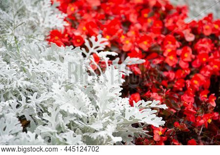 Cineraria Silver Dust On Background Of Red Flowers. Plants For Decorative Gardening. Beautiful Silve