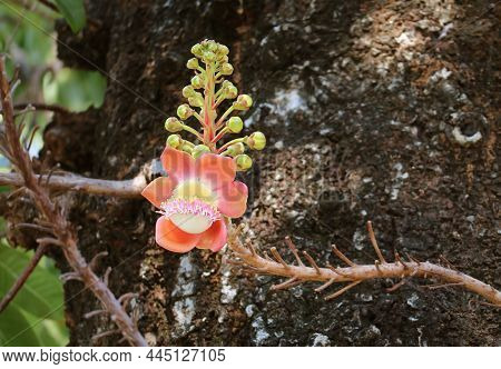 Closeup Of A Gorgeous Shorea Robusta Or Sal Flower Blooming On The Tree