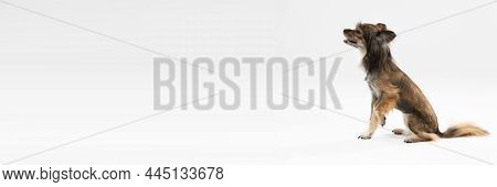 Mongrel Dog Sits With Open Muzzle And Raised Paw On White Background. Panorama. Multi-breed Dog.