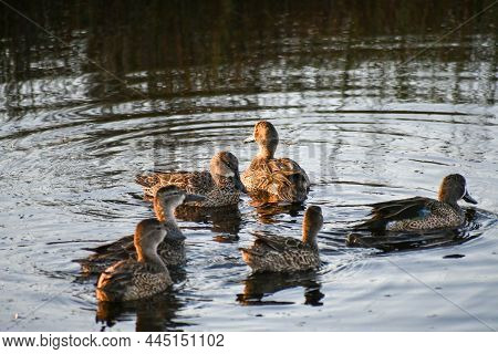 Blue Wing Teals Apopka Wildlife Drive, Florida